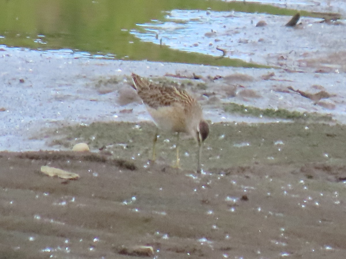 Short-billed Dowitcher - ML622057775