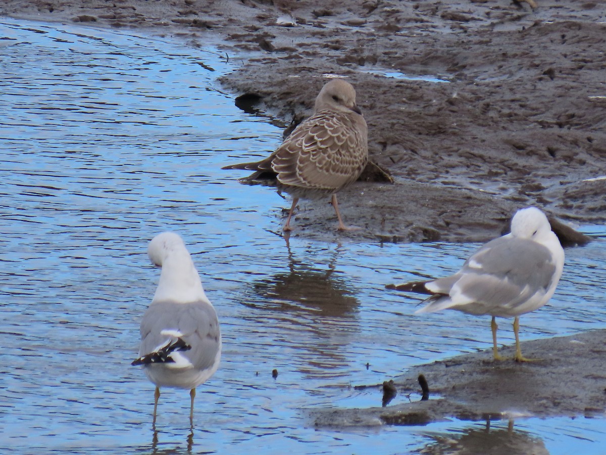 Short-billed Gull - ML622057778