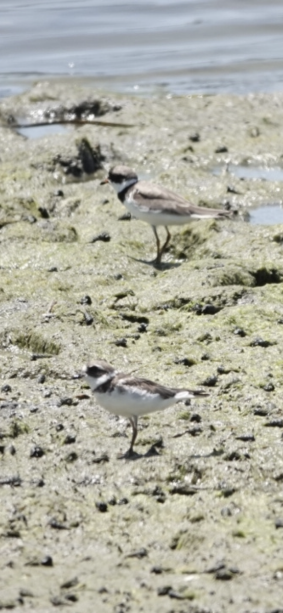 Semipalmated Plover - ML622057779
