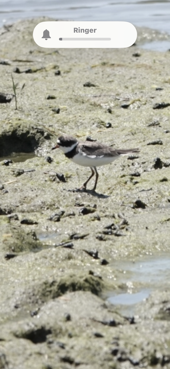 Semipalmated Plover - ML622057780