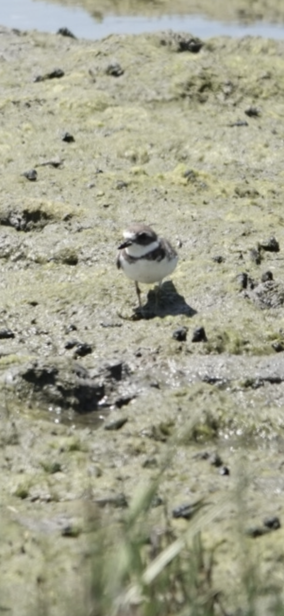 Semipalmated Plover - ML622057781