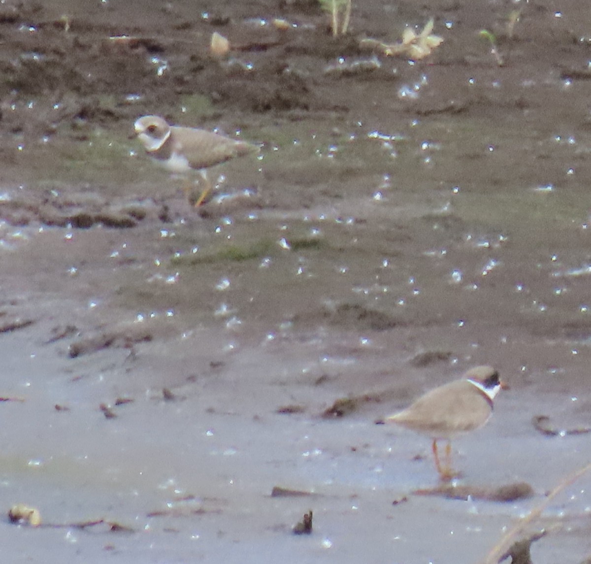 Semipalmated Plover - ML622057783