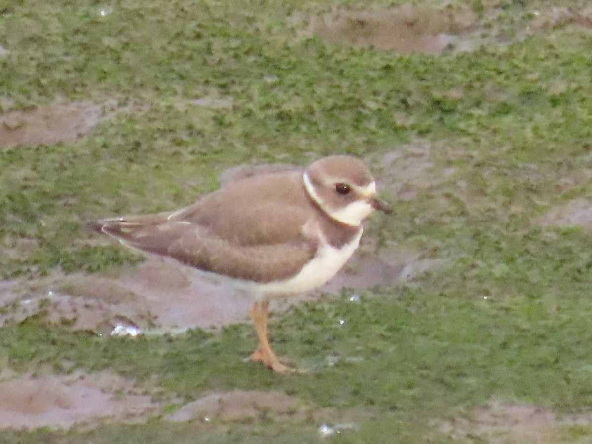 Semipalmated Plover - ML622057784