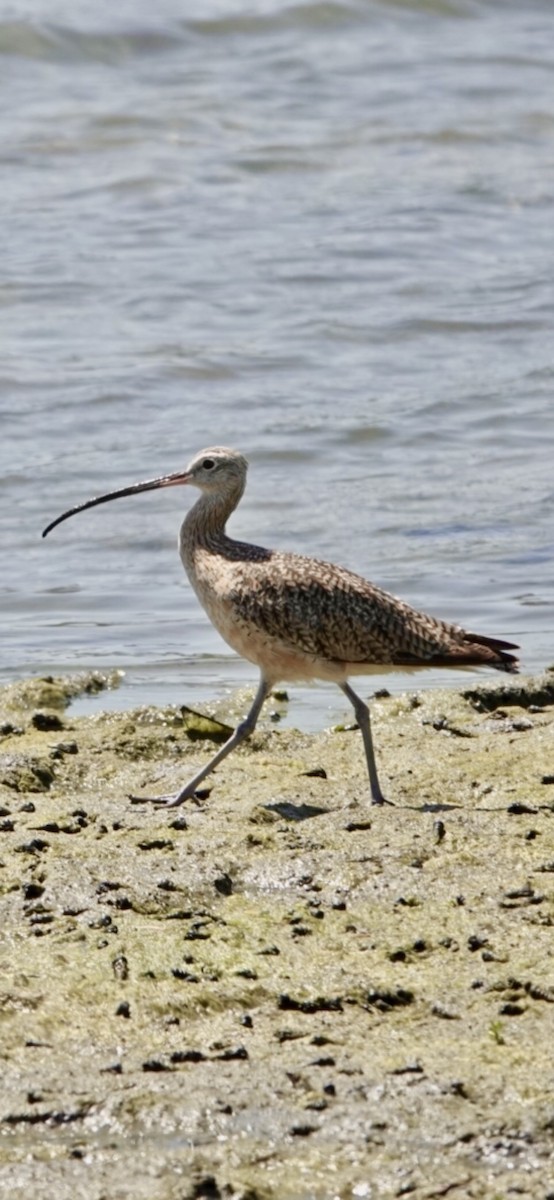 Long-billed Curlew - Brian Bleecker