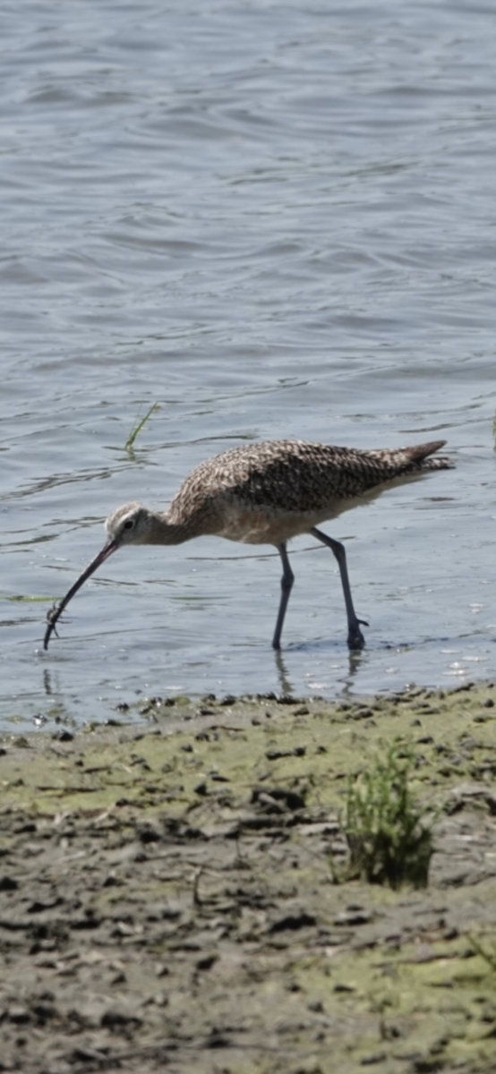 Long-billed Curlew - ML622057787