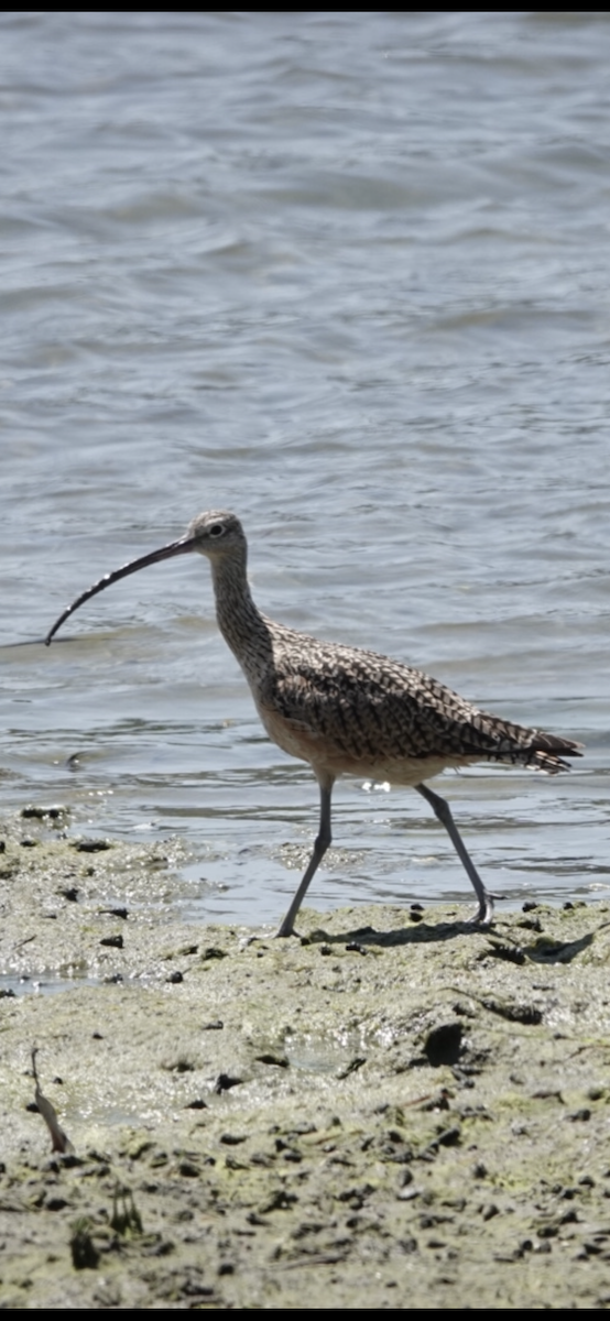 Long-billed Curlew - ML622057788