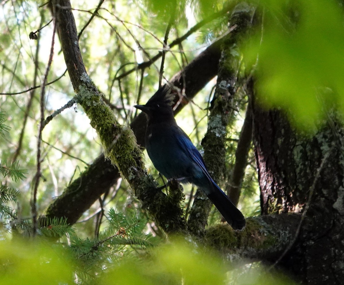 Steller's Jay - ML622057794