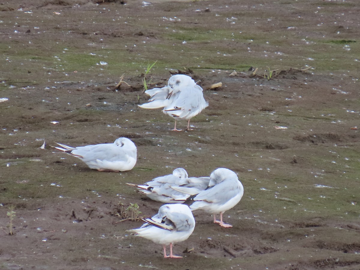 Bonaparte's Gull - ML622057802