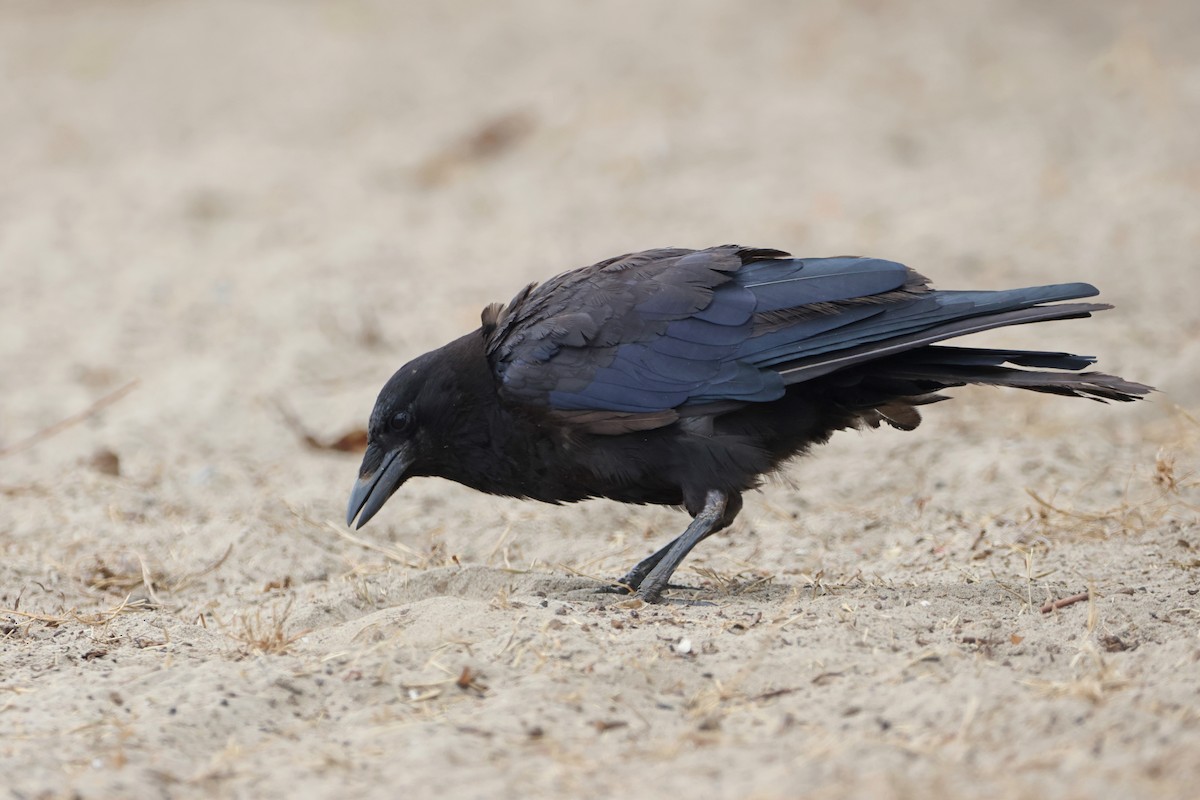 American Crow - ML622057803