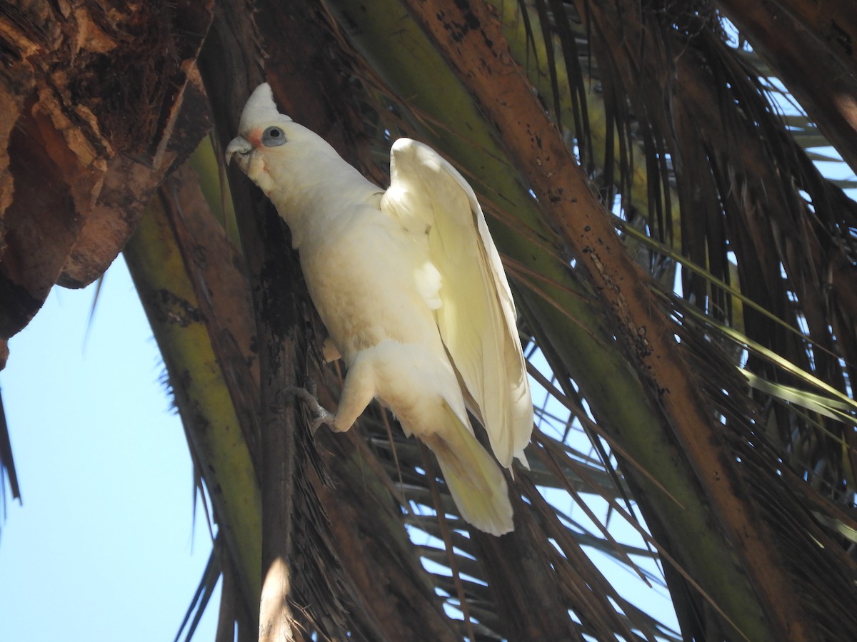 Cacatúa Sanguínea - ML622057804