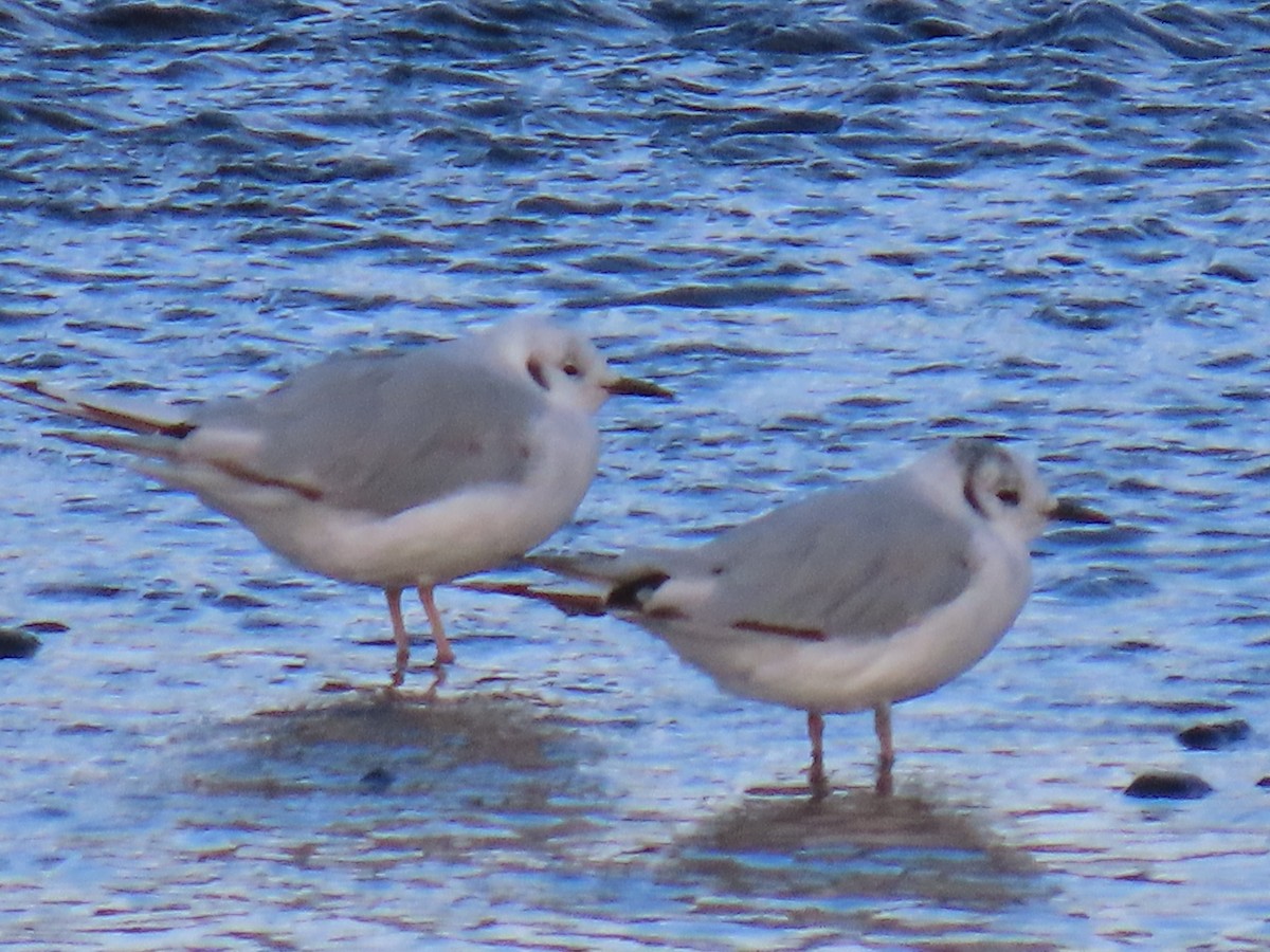 Bonaparte's Gull - ML622057805