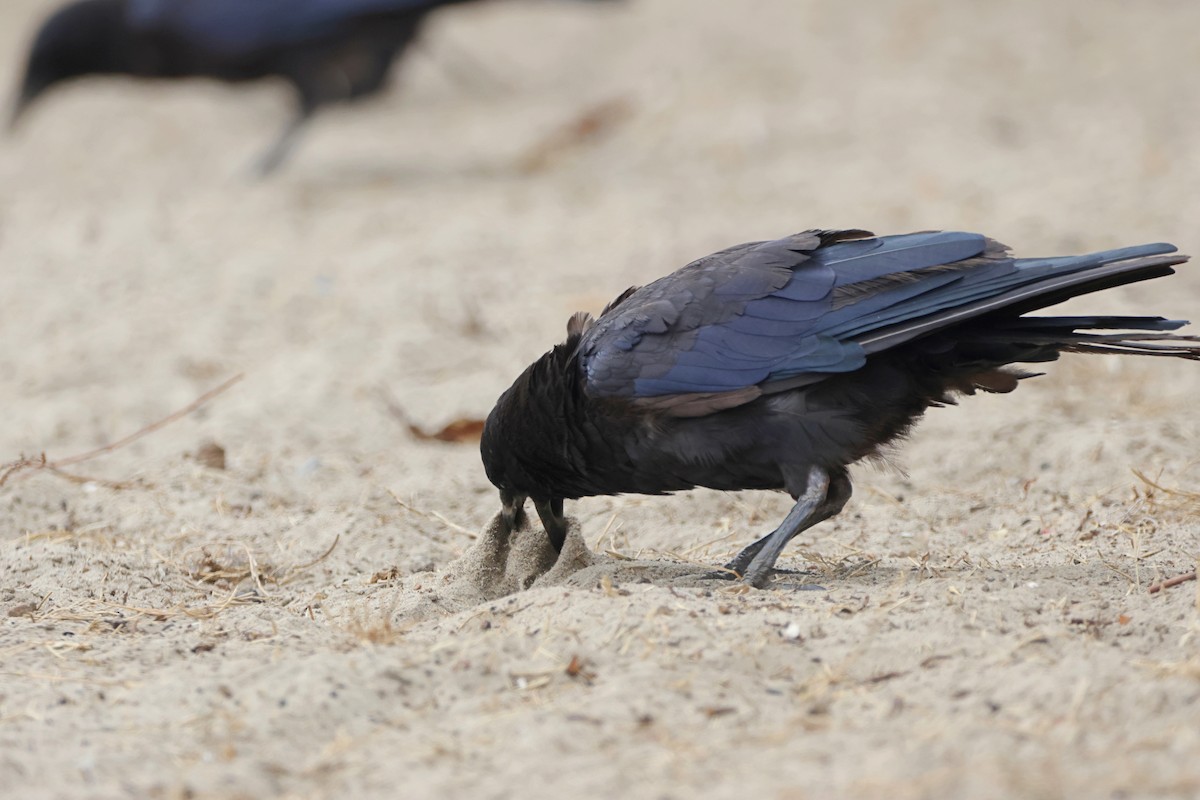 American Crow - ML622057806