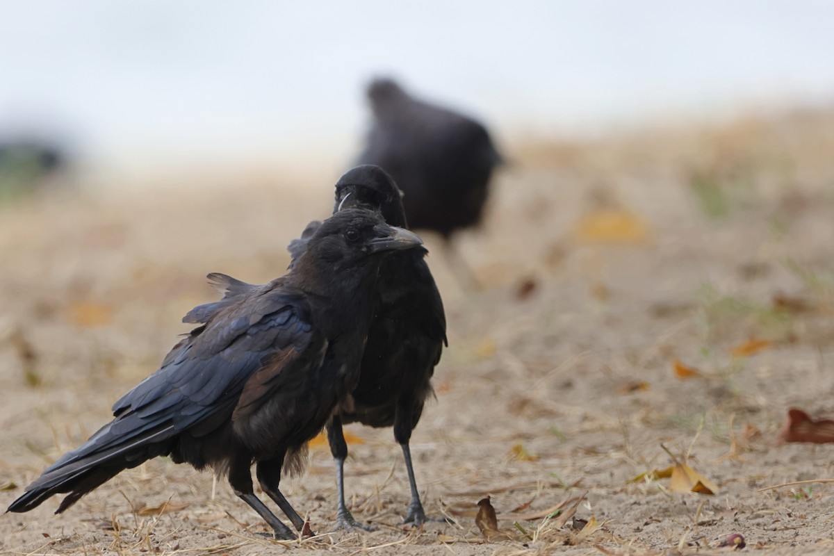 American Crow - ML622057808