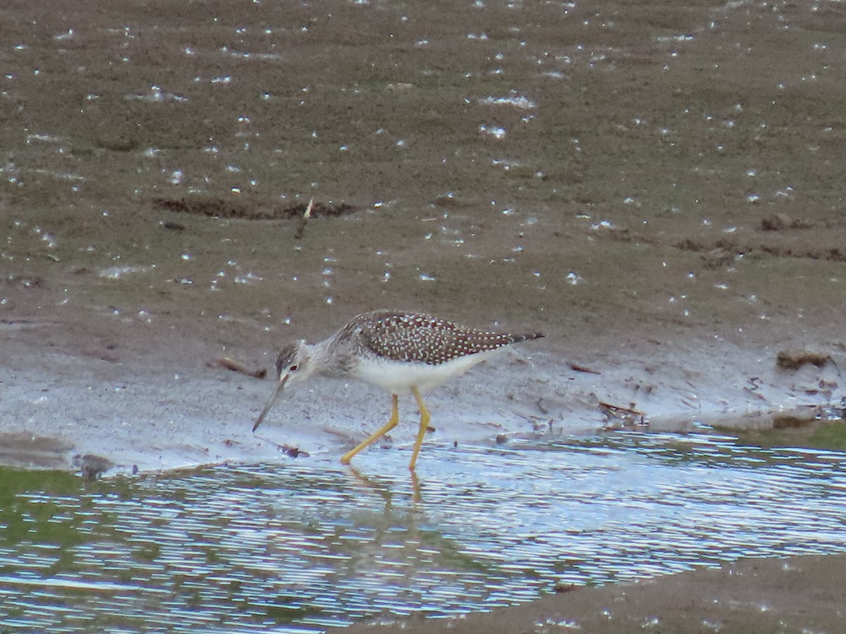 Greater Yellowlegs - ML622057809