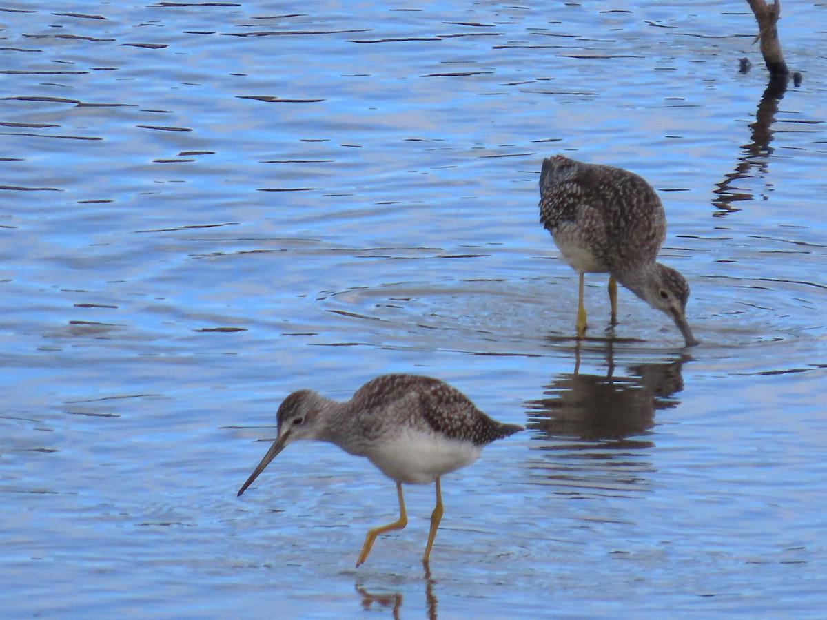 Greater Yellowlegs - Laura Burke