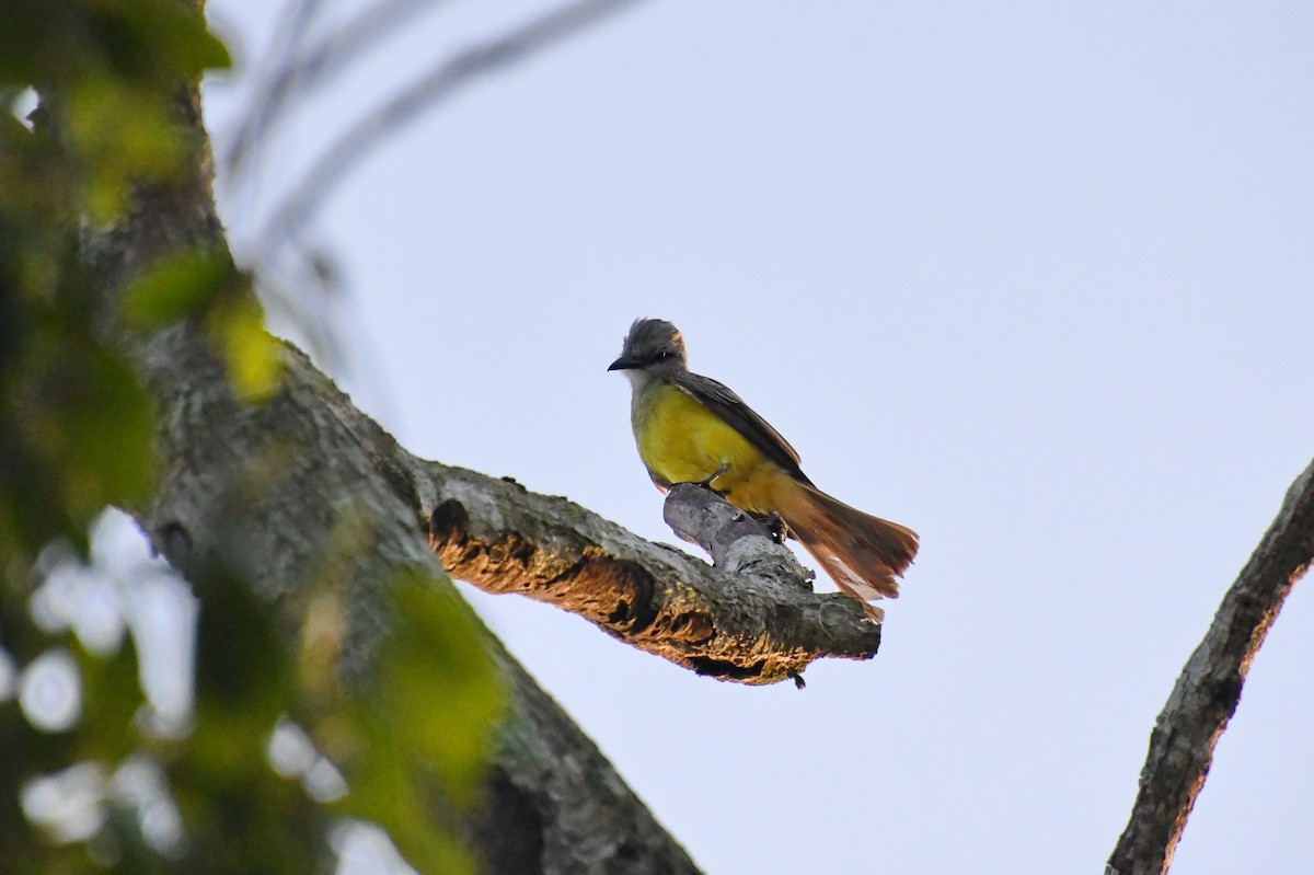 Couch's Kingbird - ML622057811