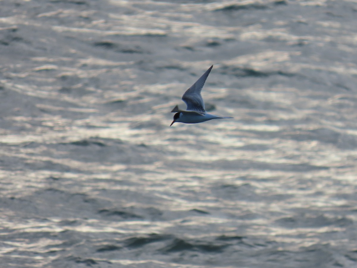 Arctic Tern - ML622057815