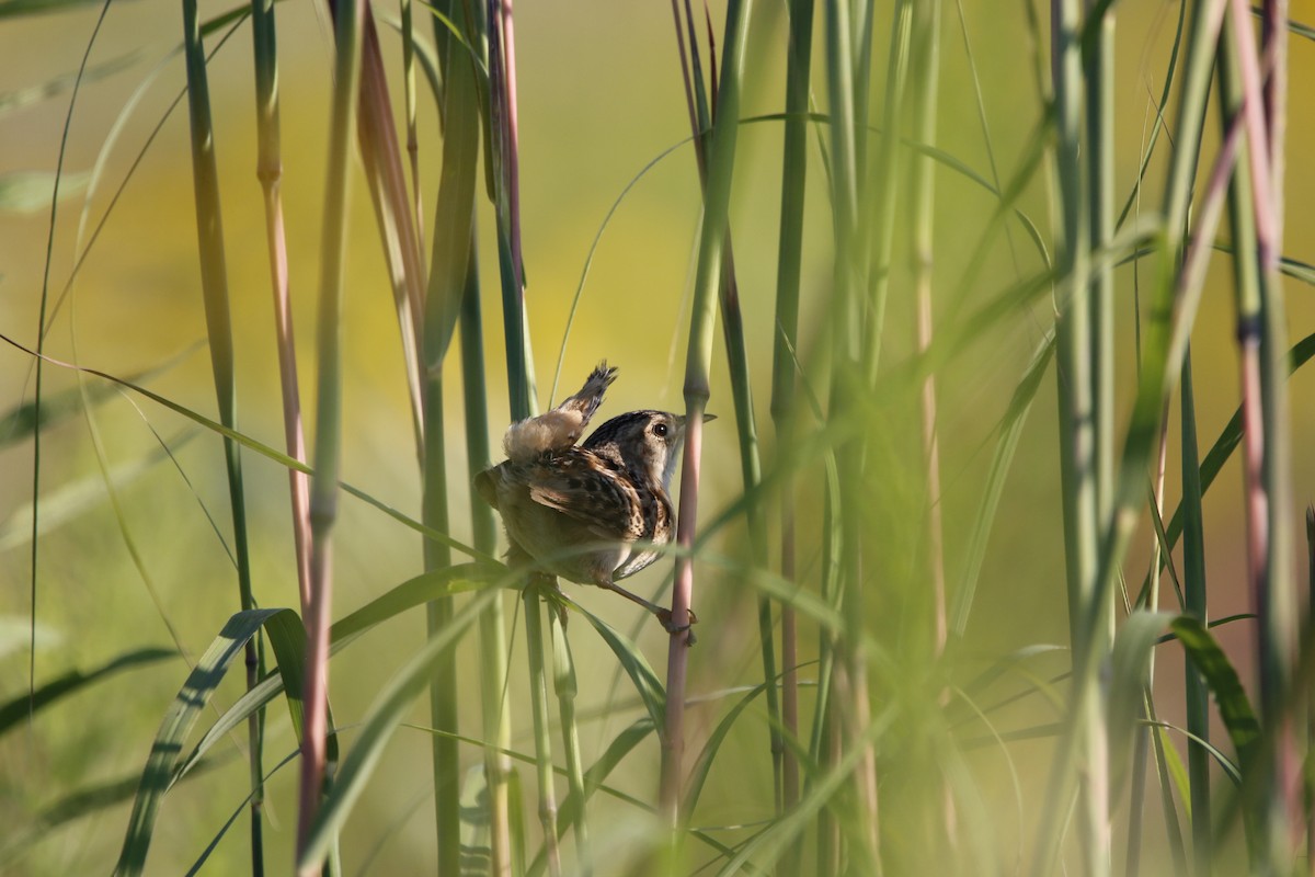 Sedge Wren - ML622057820