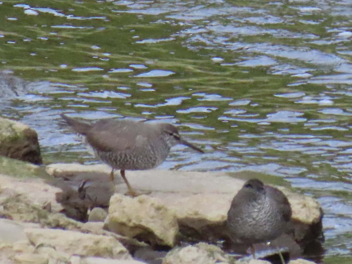 Wandering Tattler - ML622057821