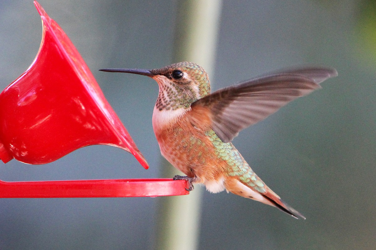 Rufous Hummingbird - ML622057822