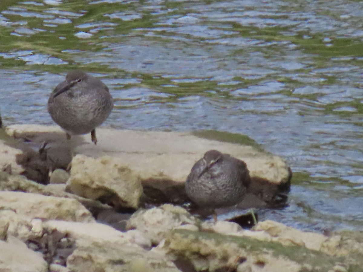 Wandering Tattler - ML622057823