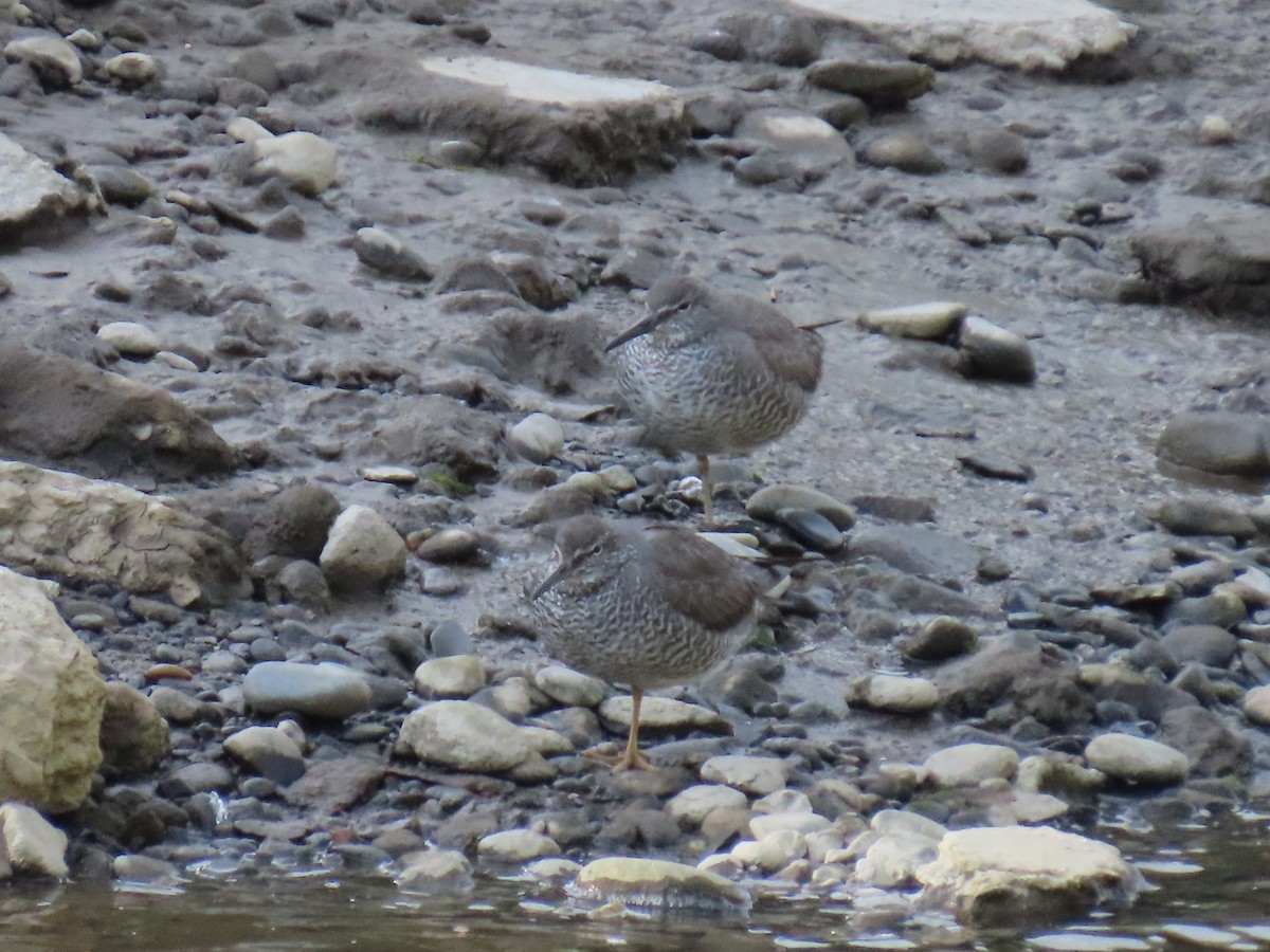 Wandering Tattler - ML622057824