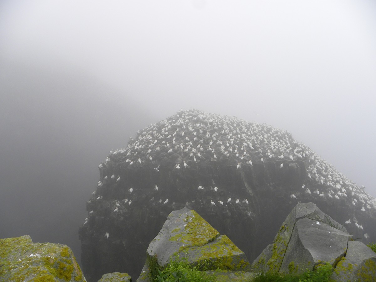 Northern Gannet - ML622057825