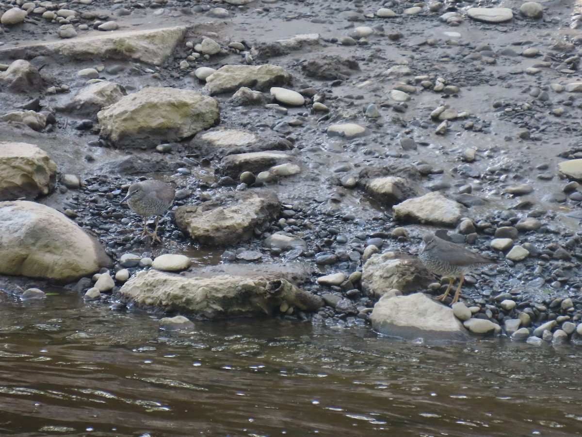 Wandering Tattler - ML622057828