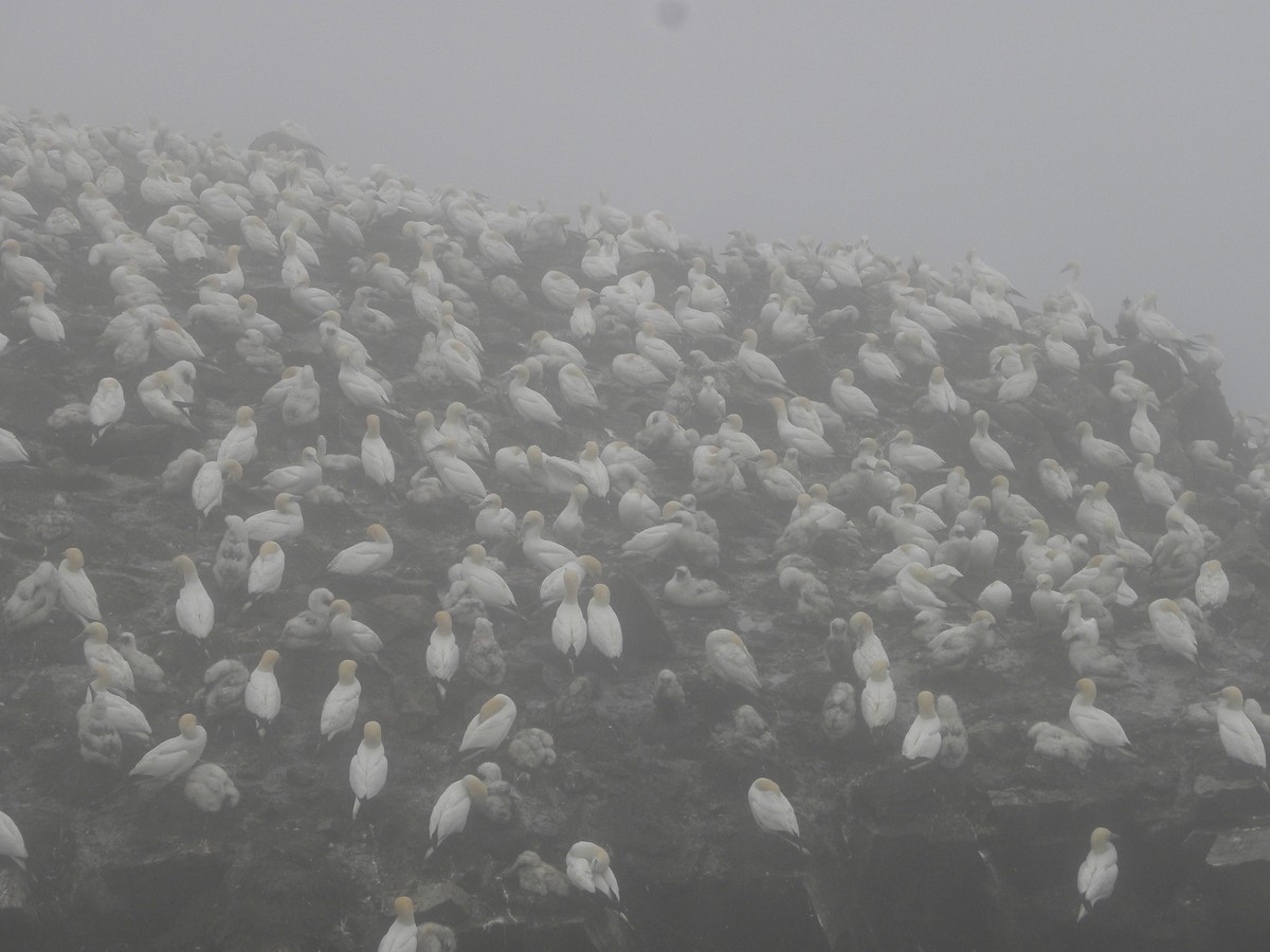 Northern Gannet - Simon Valdez-Juarez