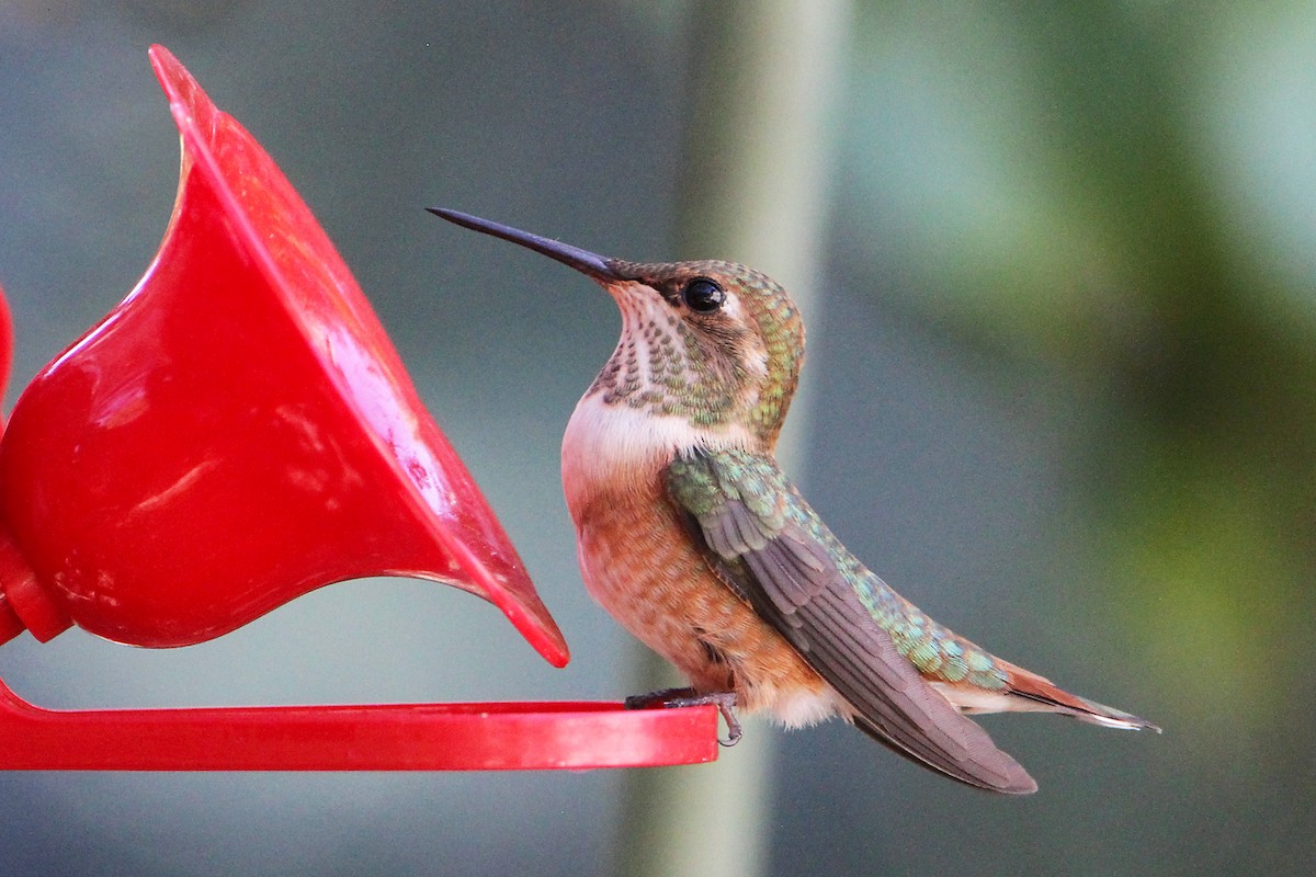 Rufous Hummingbird - ML622057830