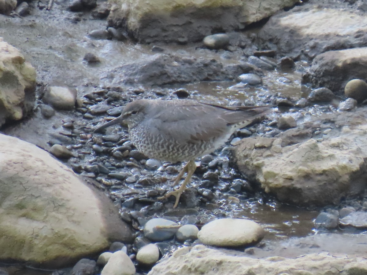 Wandering Tattler - ML622057831