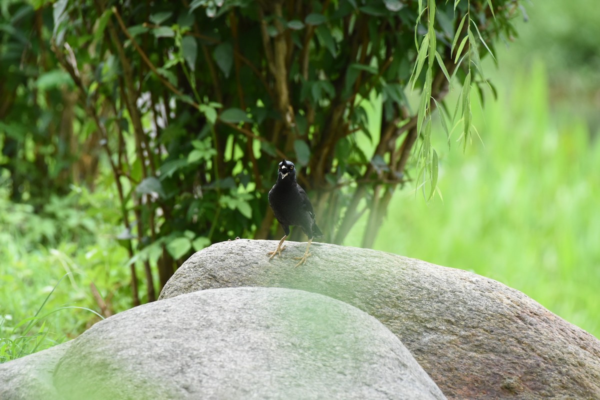 Crested Myna - ML622057833