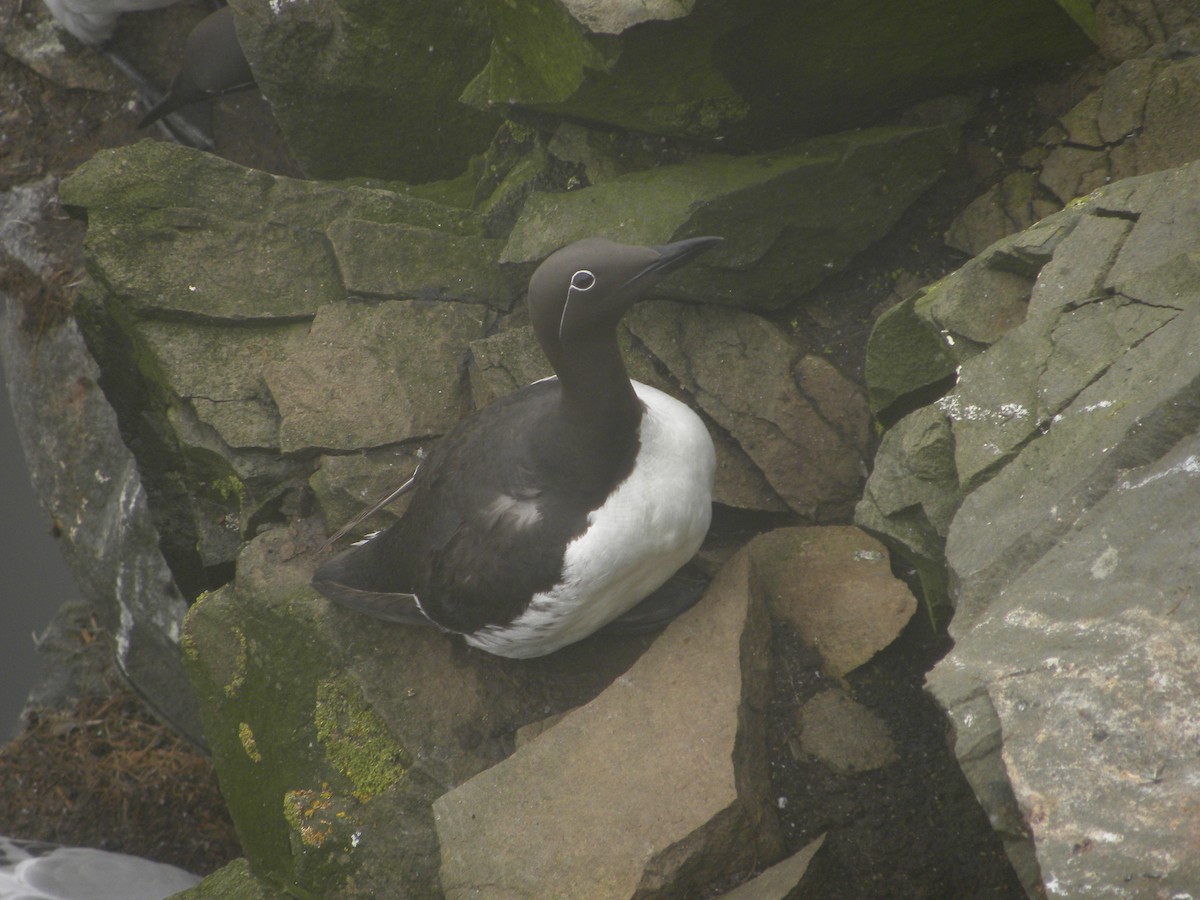 Common Murre - ML622057834