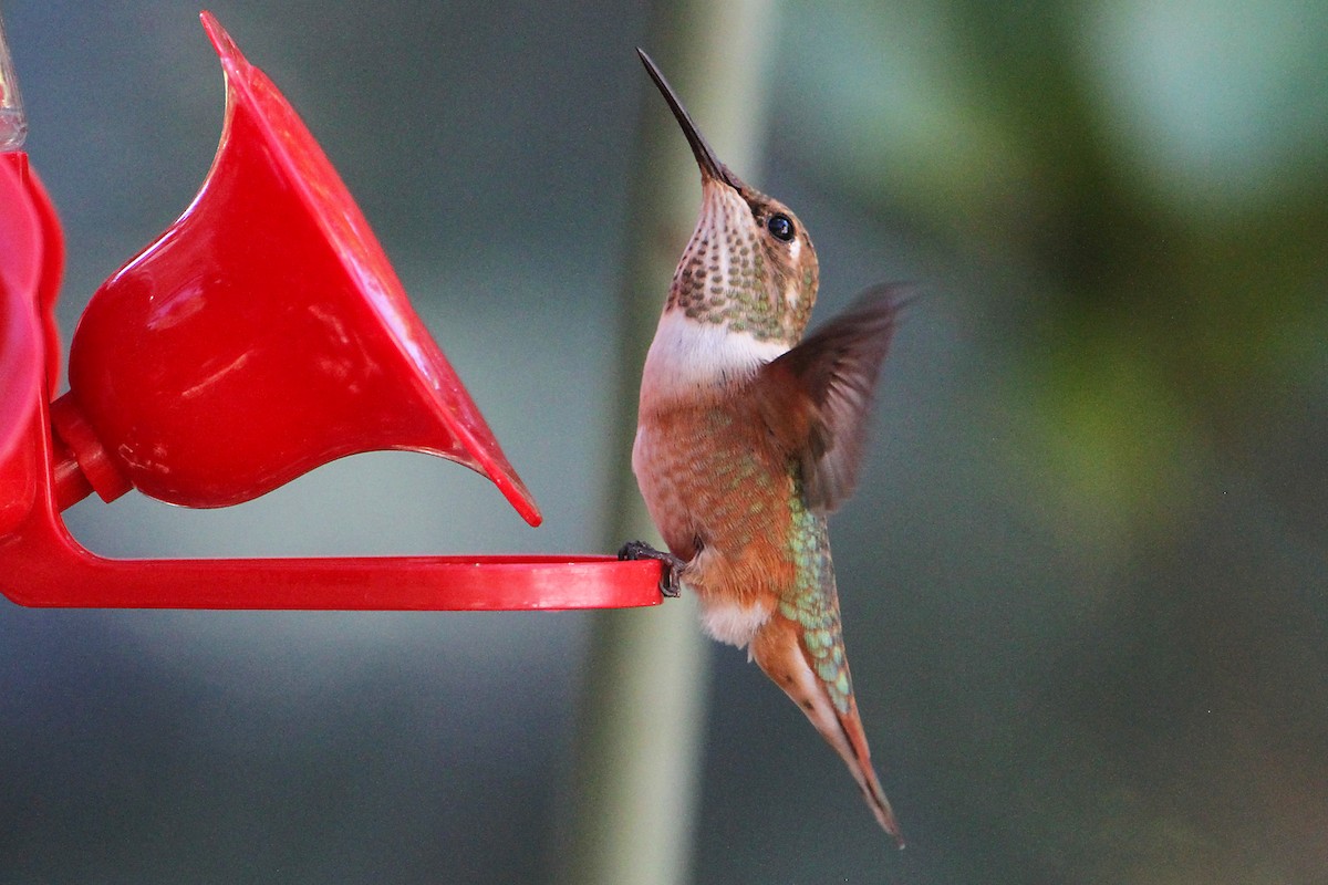 Rufous Hummingbird - ML622057835