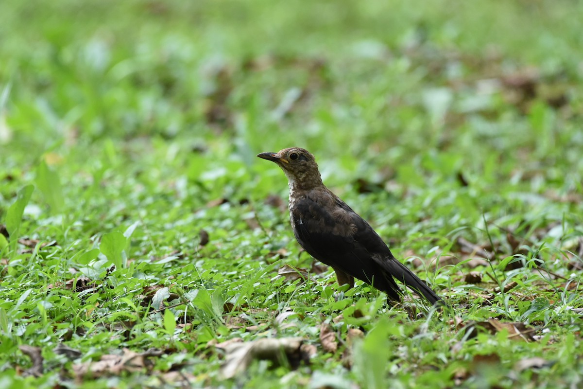 Chinese Blackbird - ML622057836