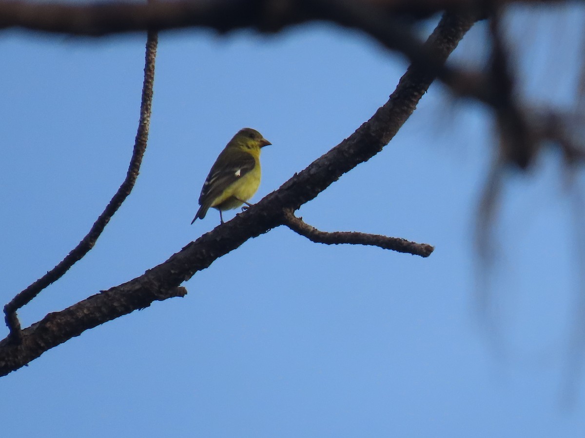 Lesser Goldfinch - ML622057837