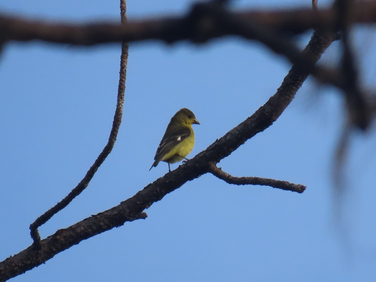 Lesser Goldfinch - ML622057838