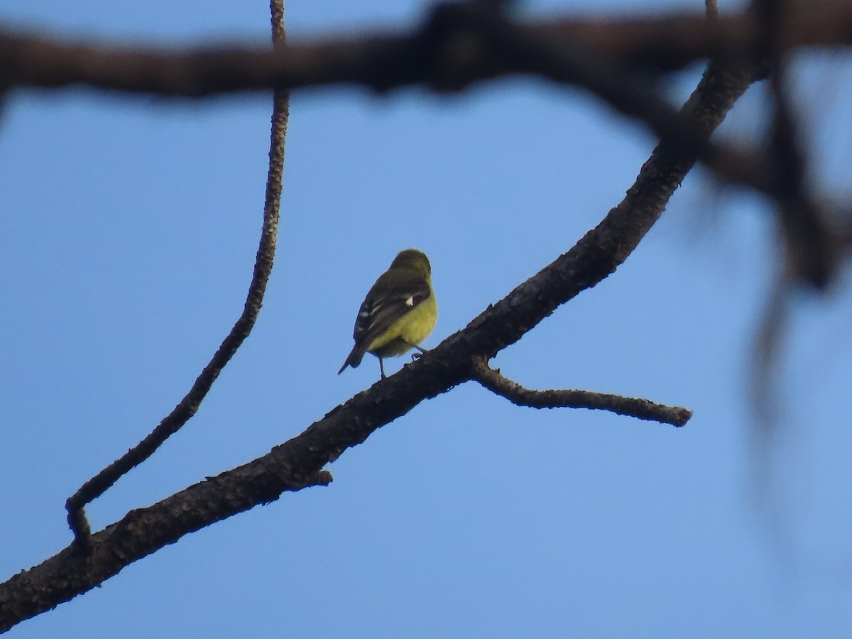 Lesser Goldfinch - ML622057839