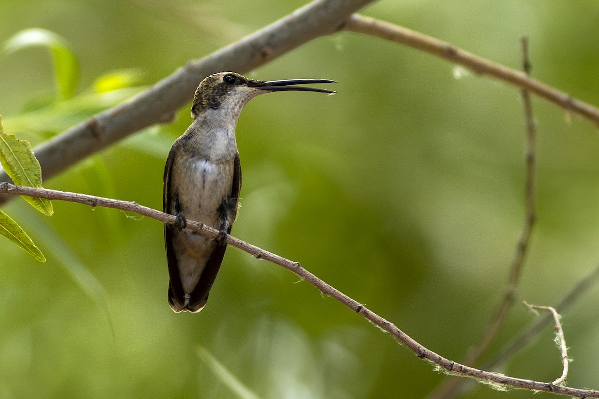 Black-chinned Hummingbird - ML622057840