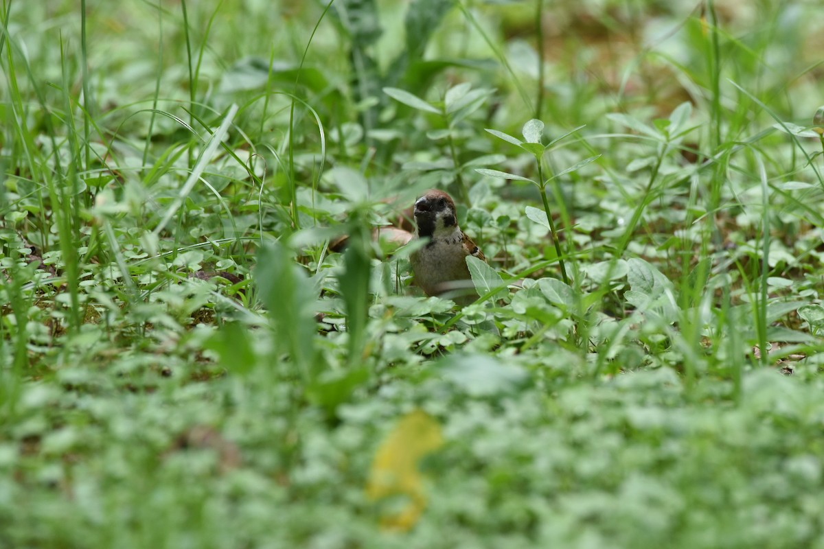 Eurasian Tree Sparrow - ML622057841