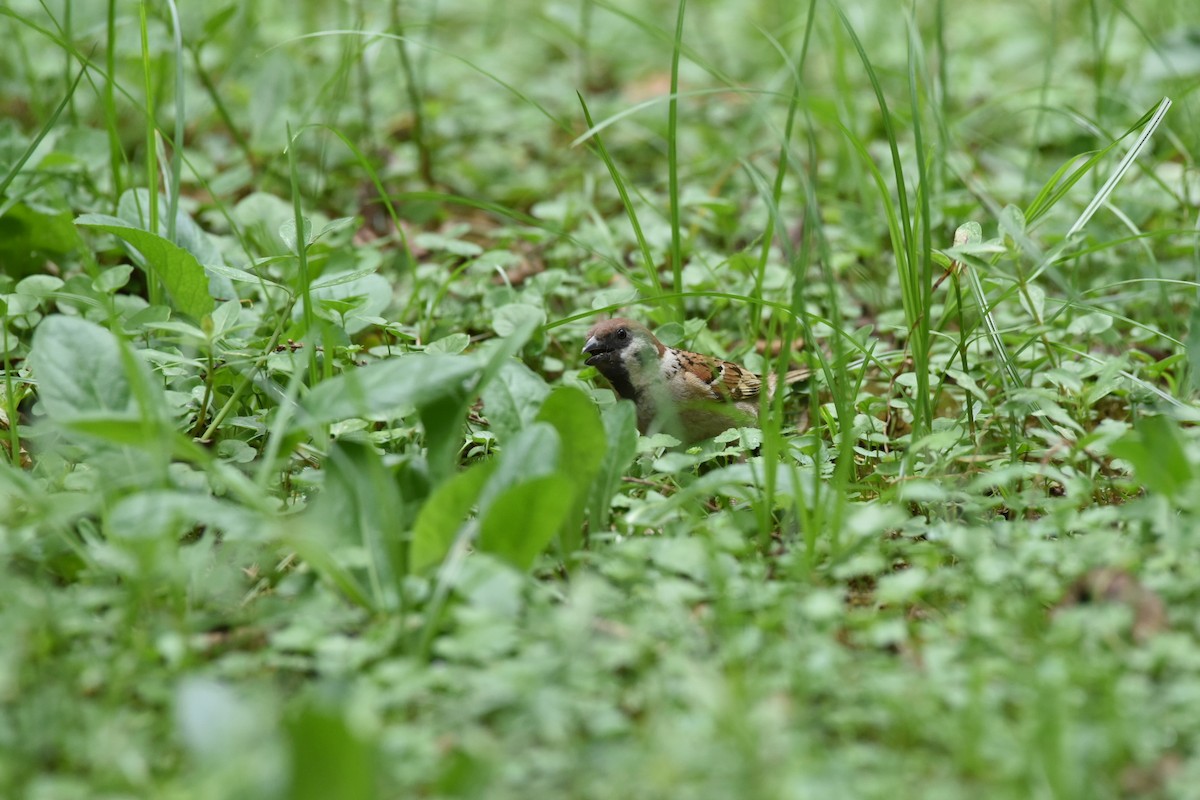 Eurasian Tree Sparrow - ML622057842