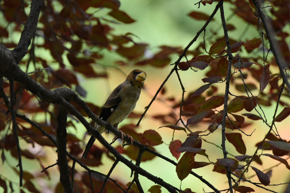 Yellow-billed Grosbeak - ML622057843