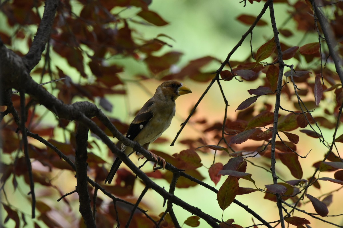 Yellow-billed Grosbeak - ML622057844