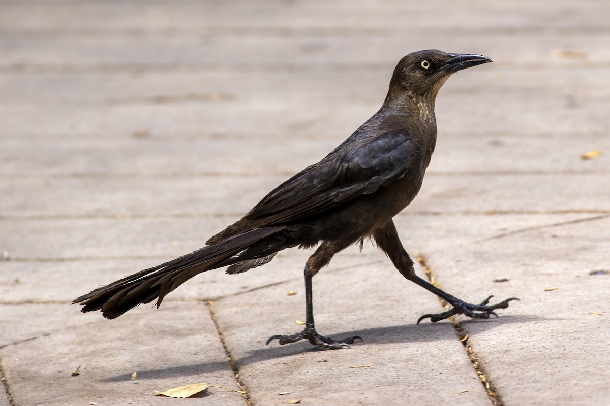 Great-tailed Grackle - ML622057846