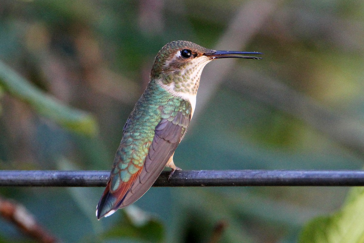 Rufous Hummingbird - ML622057847