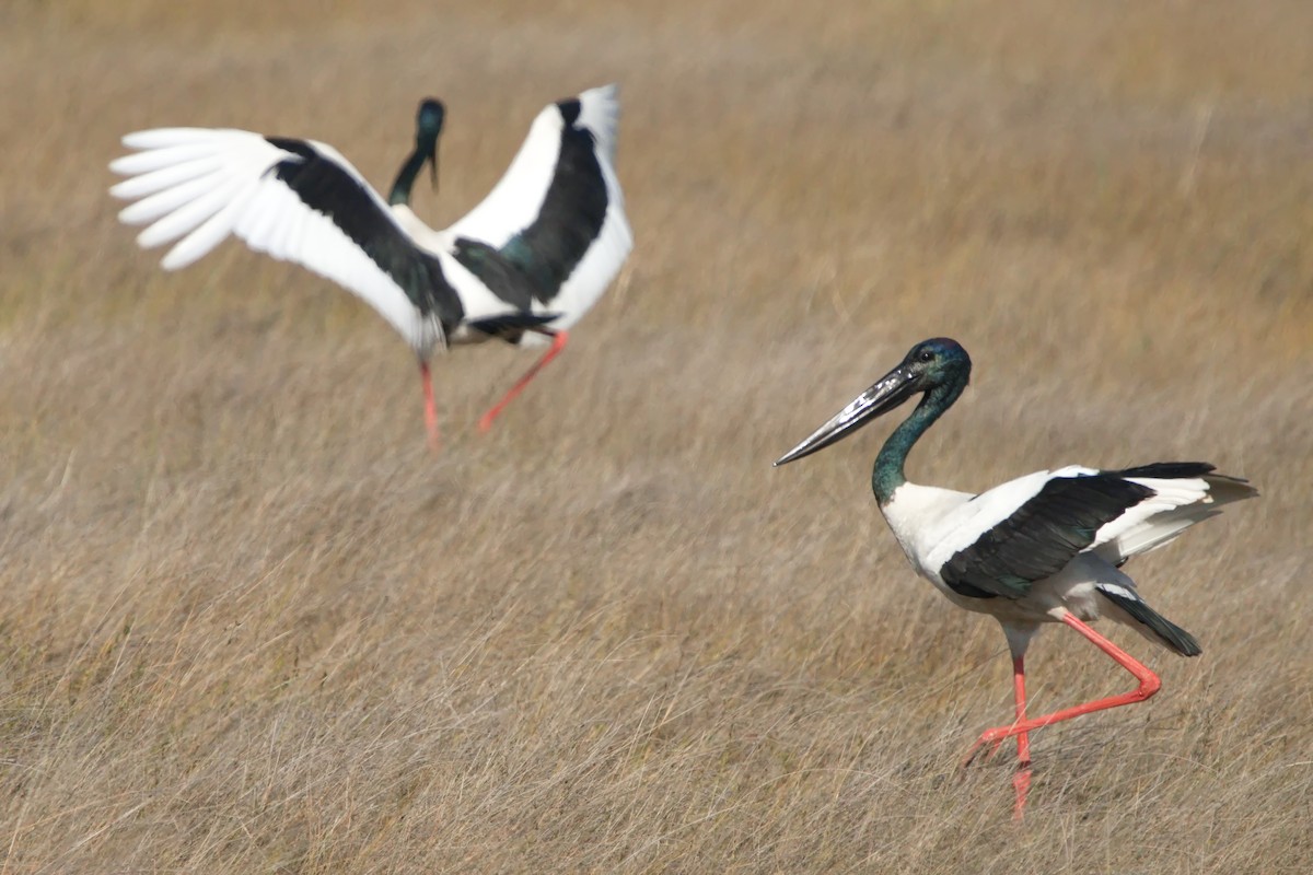 Black-necked Stork - ML622057849