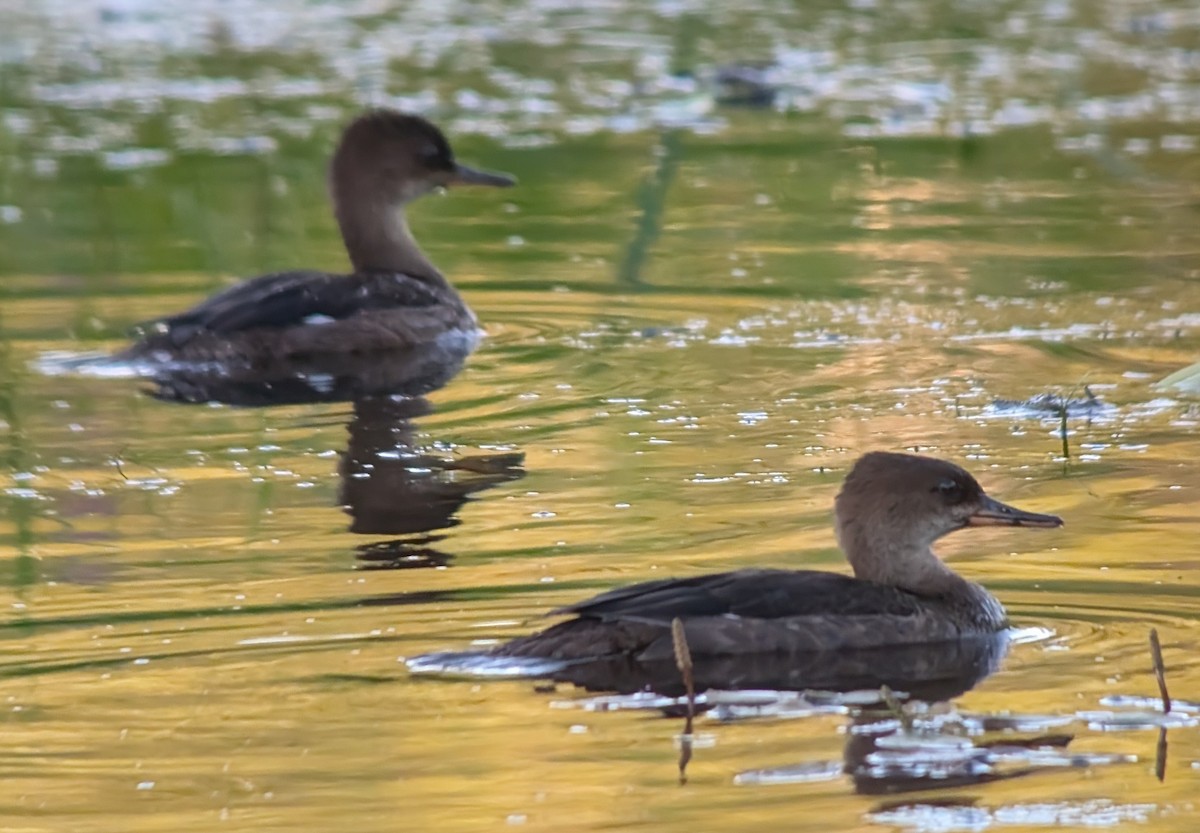 Hooded Merganser - ML622057850