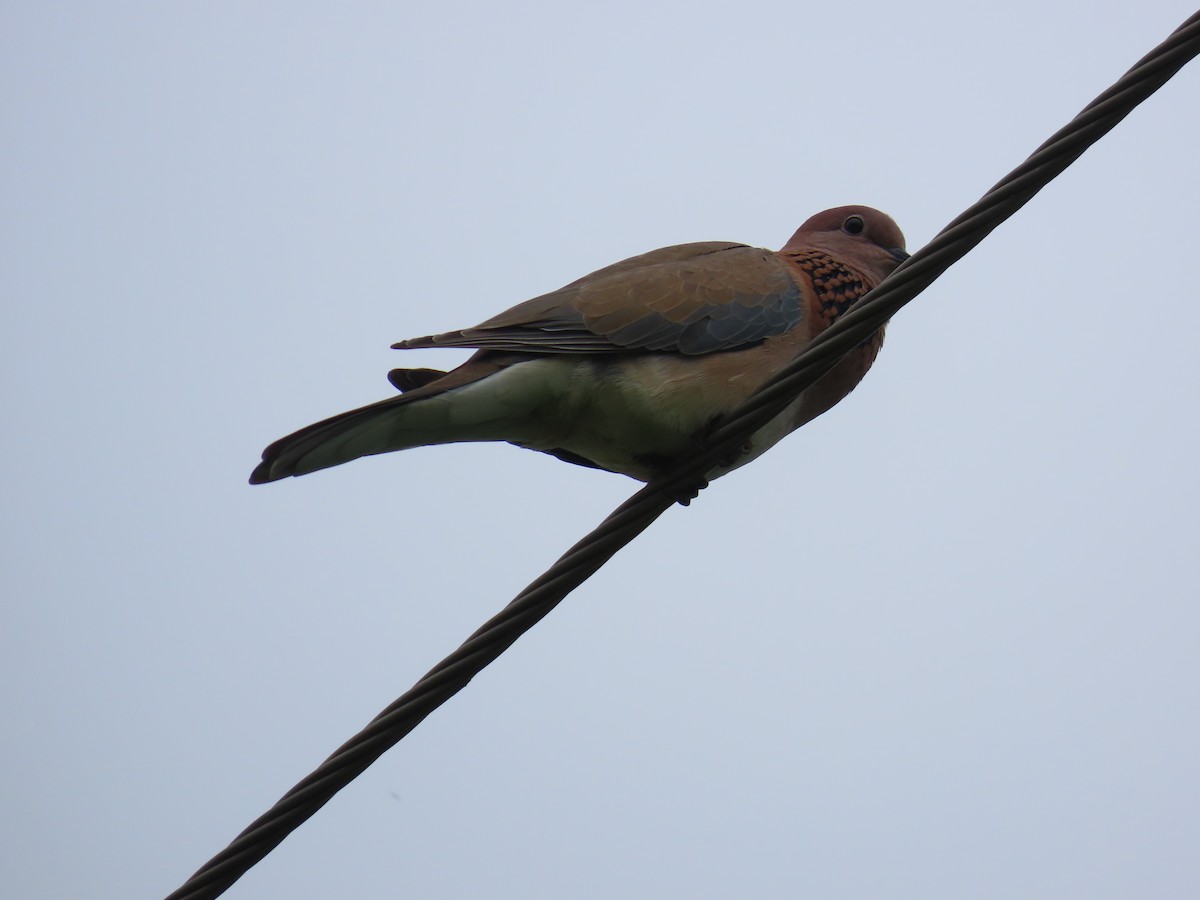 Laughing Dove - ML622057851