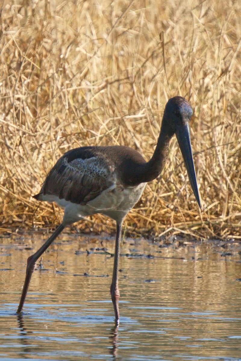 Black-necked Stork - Ed Pierce