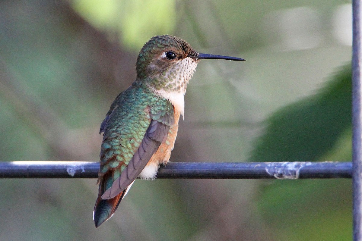 Rufous Hummingbird - ML622057854